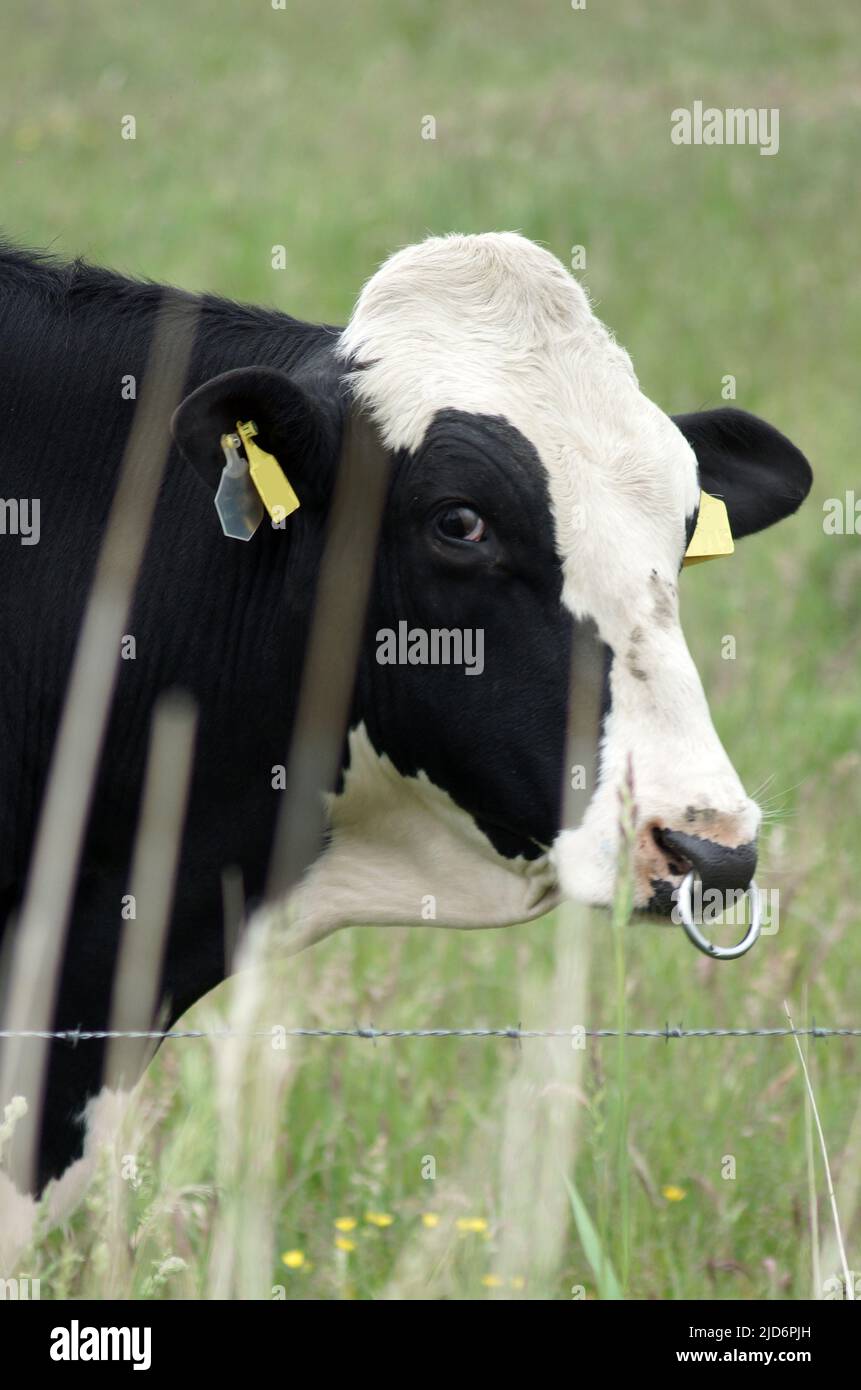 Portrait d'un impressionnant taureau frison Holstein sur un pré allemand en Frise orientale. Banque D'Images