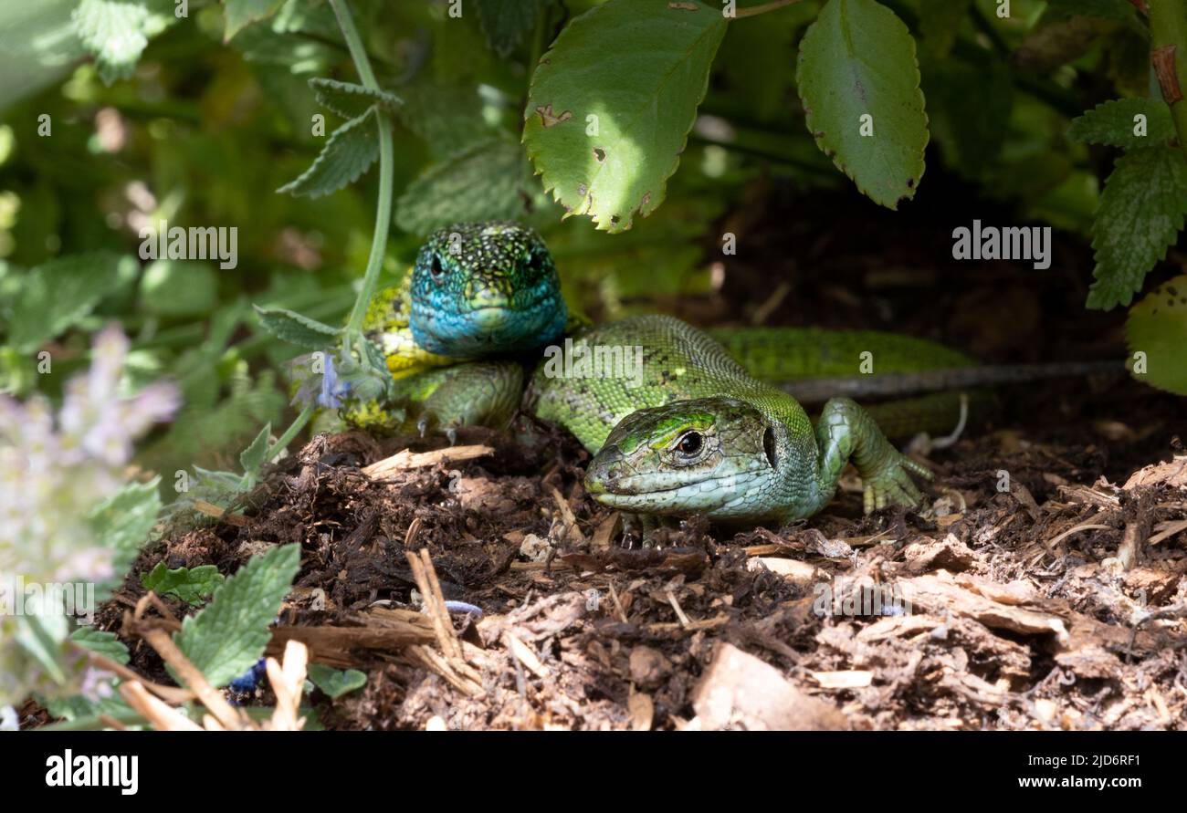 Gros plan d'un couple de lézard vert mâle et femelle (Lacerta bilineata ou Lacerta vipara, Smaragdeideechse) regardant dans la caméra. Focus sur la femelle li Banque D'Images