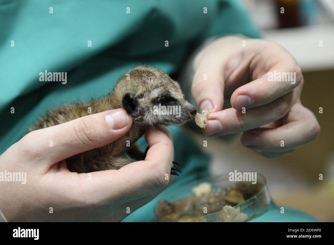 Un vétérinaire nourrit un bébé meerkat, que la mère a refusé. Gros plan de l'alimentation manuelle. Photo de haute qualité Banque D'Images