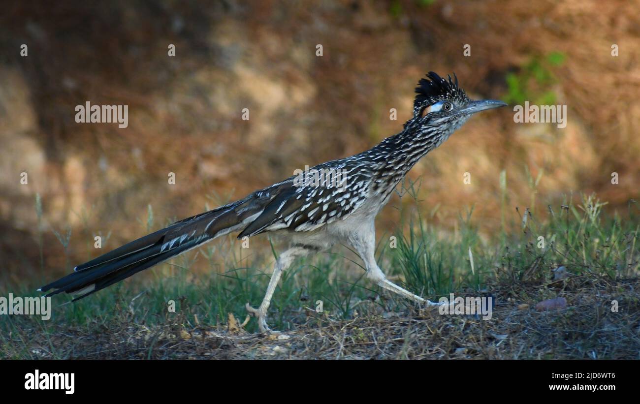 Roadrunner marchant dans l'herbe éclairée par le coucher du soleil Banque D'Images