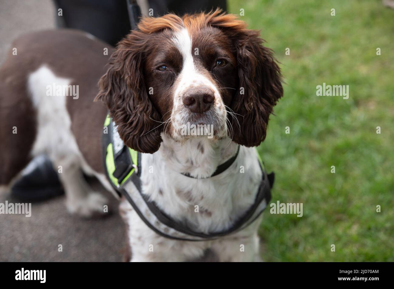 Ascot, Berkshire, Royaume-Uni. 19th juin 2022. Le chien de recherche d'explosifs Finch a un repos de litte à Royal Ascot. Crédit : Maureen McLean/Alay Live News Banque D'Images