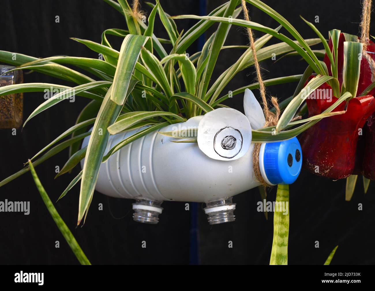 Vase en bouteille plastique avec plante en pot Banque D'Images