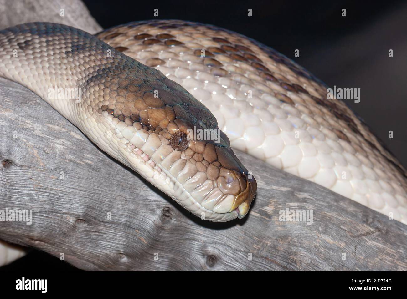 Gros plan sur le Scrub Python australien Banque D'Images