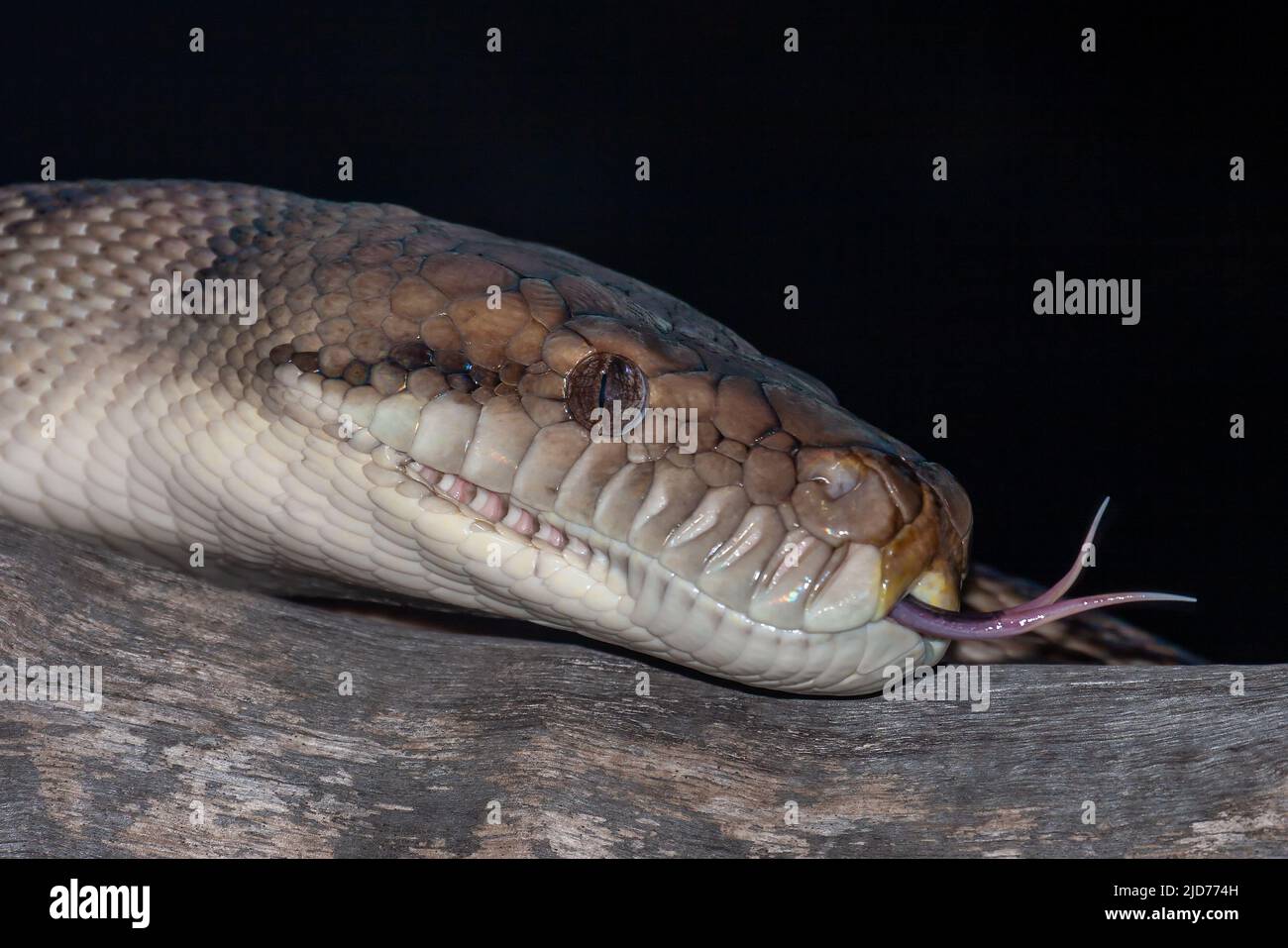 Gros plan sur le Scrub Python australien qui scintille sa langue Banque D'Images