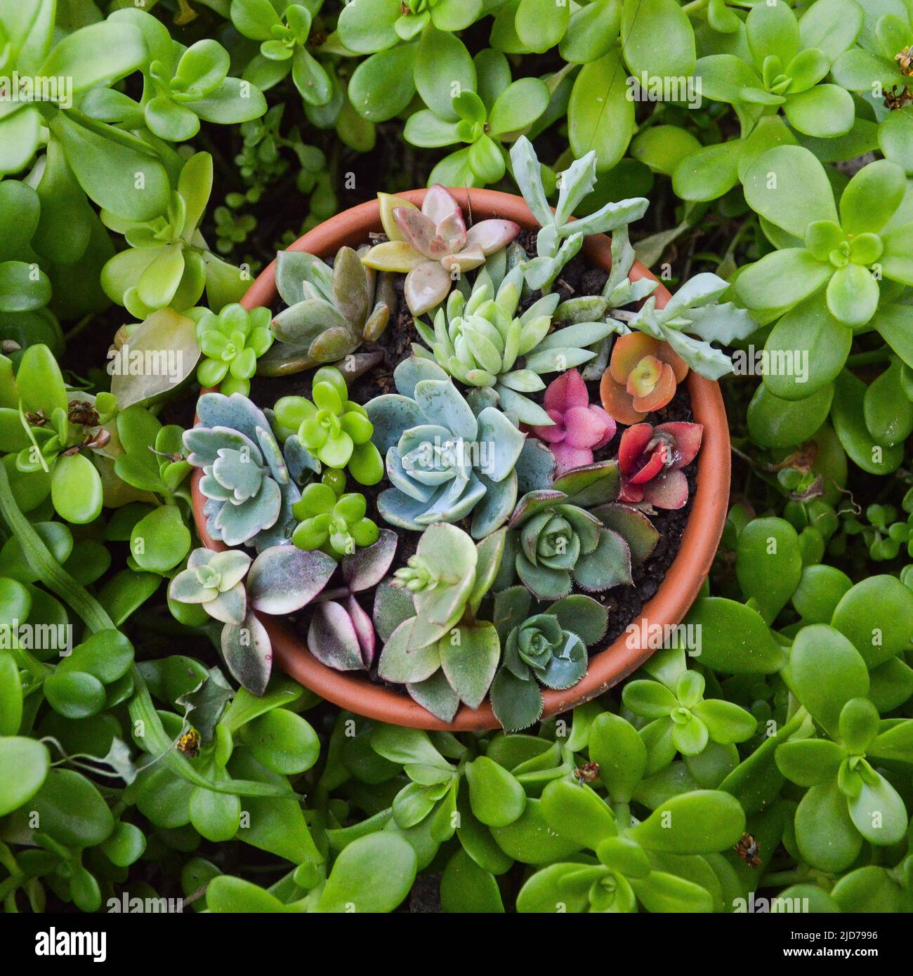 mini jardin de variété de succulents dans une casserole Banque D'Images