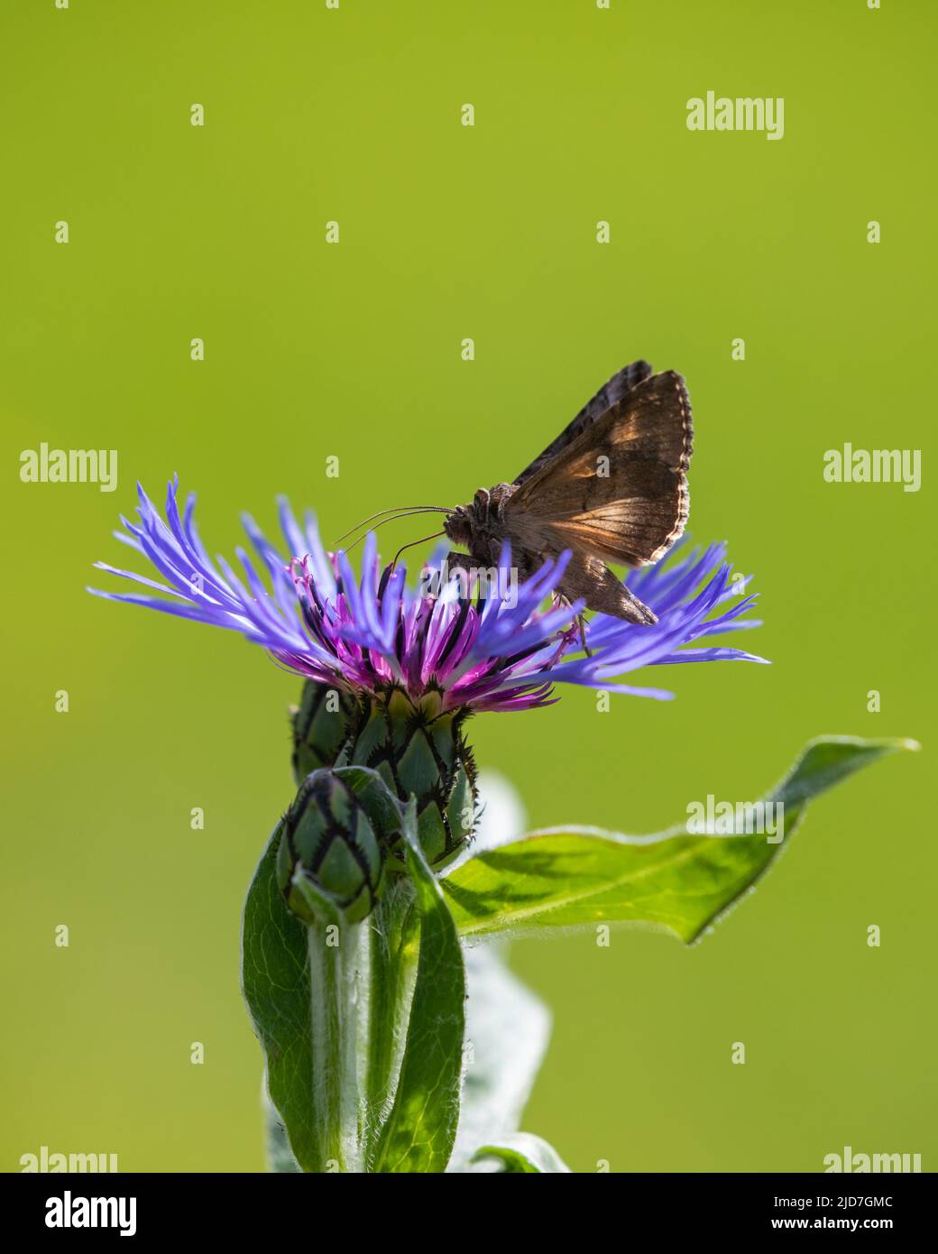 Papillon en y argenté (Autographa gamma) sur la fleur de maïs [ Centaurea cyanus ] avec un fond propre et hors foyer Banque D'Images