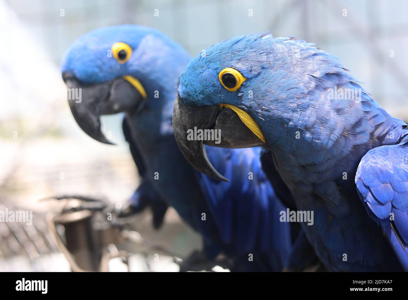 Un couple de perroquets Hyacinth Macaw sur un fond flou, photographie zoom de haute qualité Banque D'Images