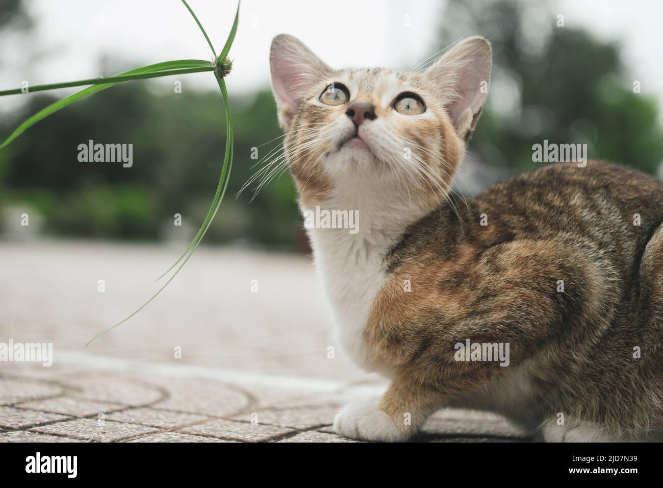 Les animaux sont si mignons Banque D'Images