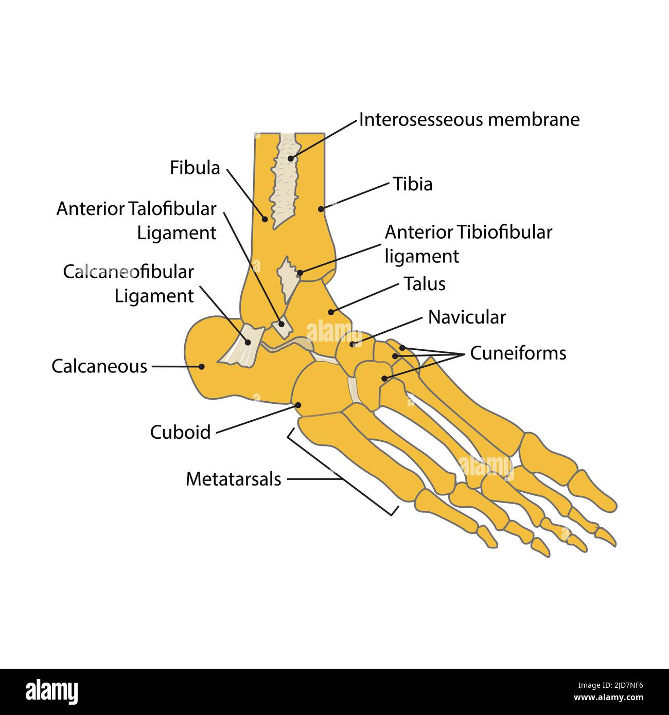 illustration de l'os du pied. vecteur. sur fond blanc Illustration de Vecteur