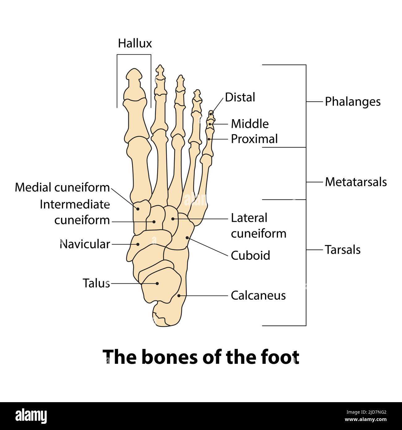 illustration de l'os du pied. les os du pied Illustration de Vecteur