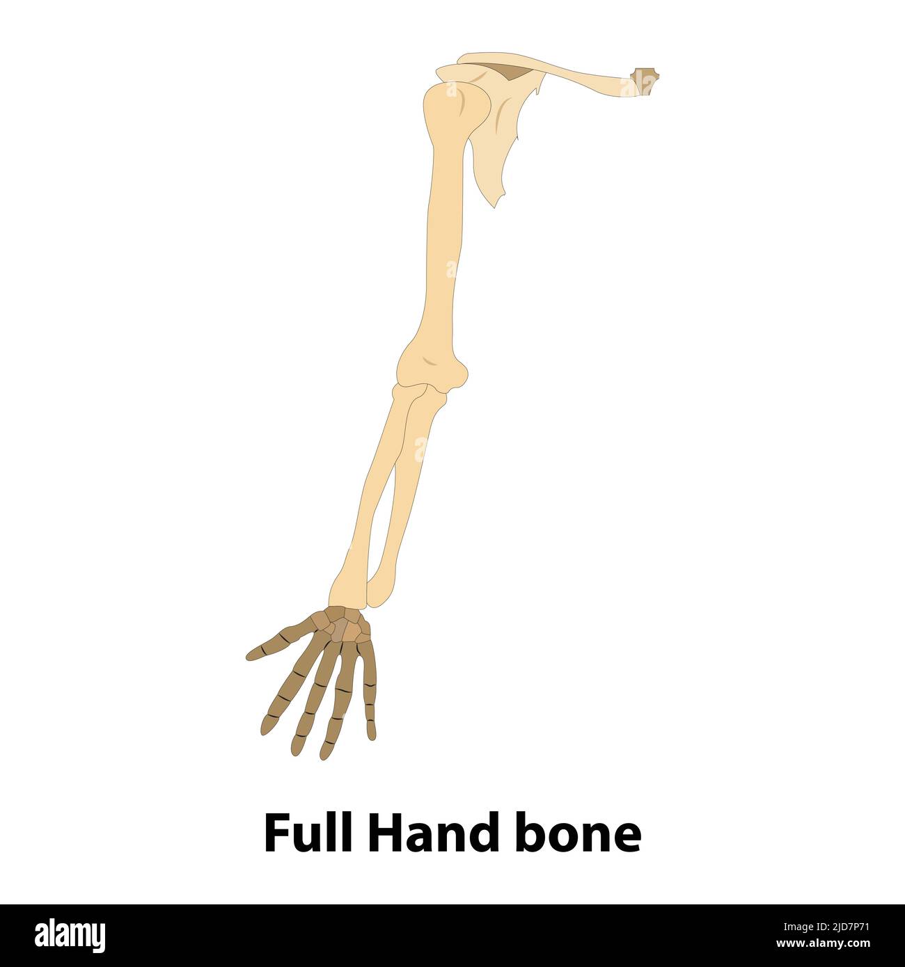 os de la main. Illustration de vecteur sur la science et la médecine. Anatomie humaine Illustration de Vecteur