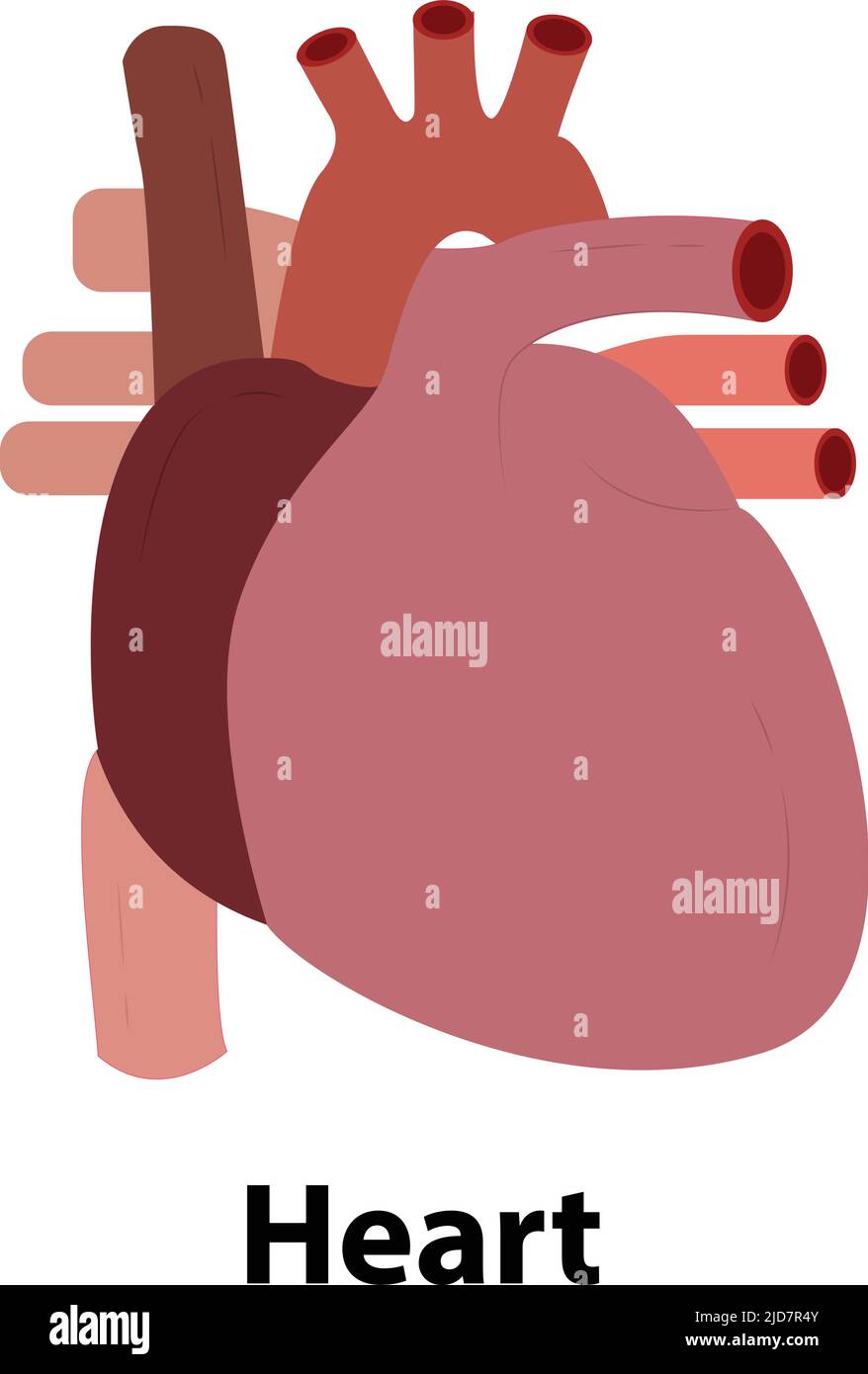 Organe interne du corps humain cœur anatomique - graphique plat. Illustration de vecteur sur la science et la médecine. Illustration de Vecteur