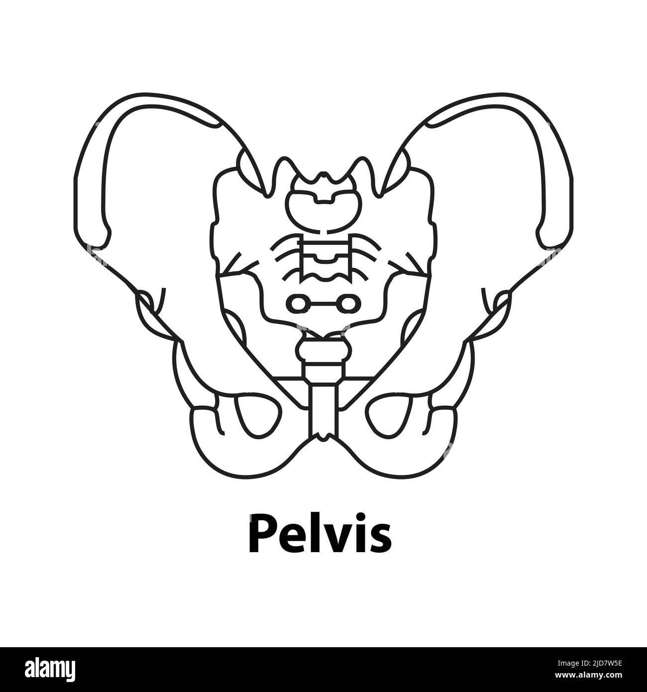 Icône d'anatomie du squelette humain, vecteur des os du bassin. Elément de structure de corps isolé Illustration de Vecteur