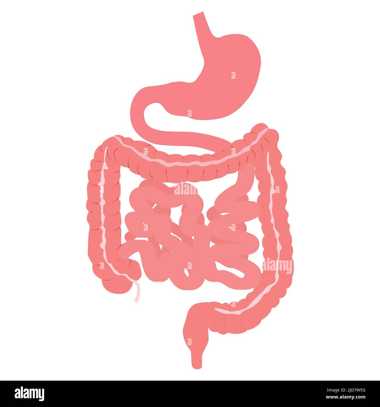 Anatomie du système digestif humain avec description des parties internes correspondantes. Illustration du vecteur anatomique de style plat isolée sur Illustration de Vecteur