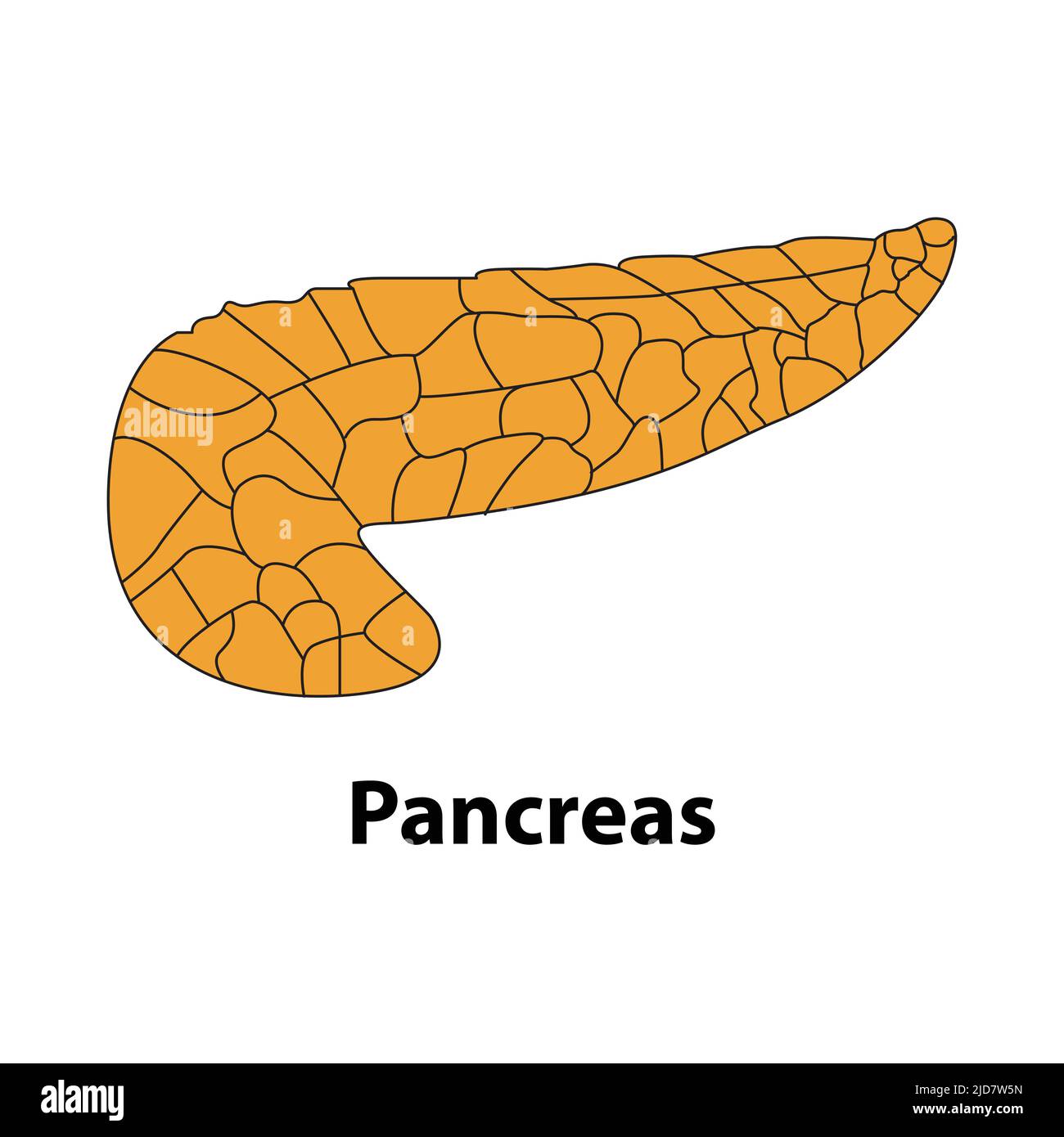Pancréas de l'organe interne du corps humain. Illustration médicale des organes internes. Vecteur. Sur fond blanc Illustration de Vecteur