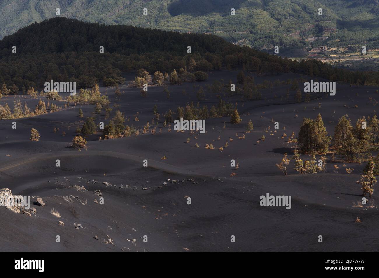 La Palma, paysage de la partie centrale de l'île, dans la municipalité d'El Paso dunes noires de cendres volcaniques du volcan 2021, Canary Pines Banque D'Images