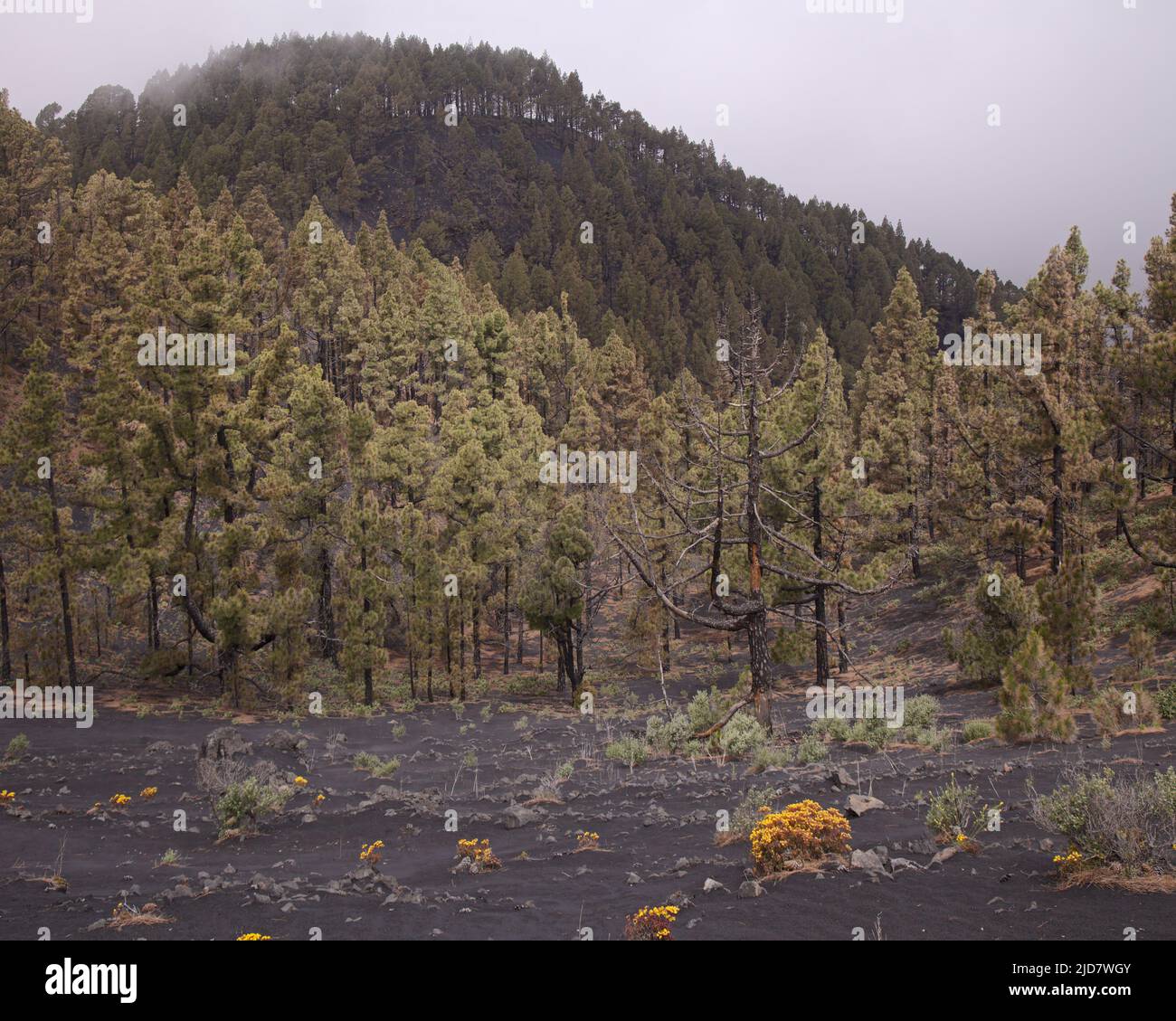 La Palma, paysages le long de la longue route populaire de randonnée ...