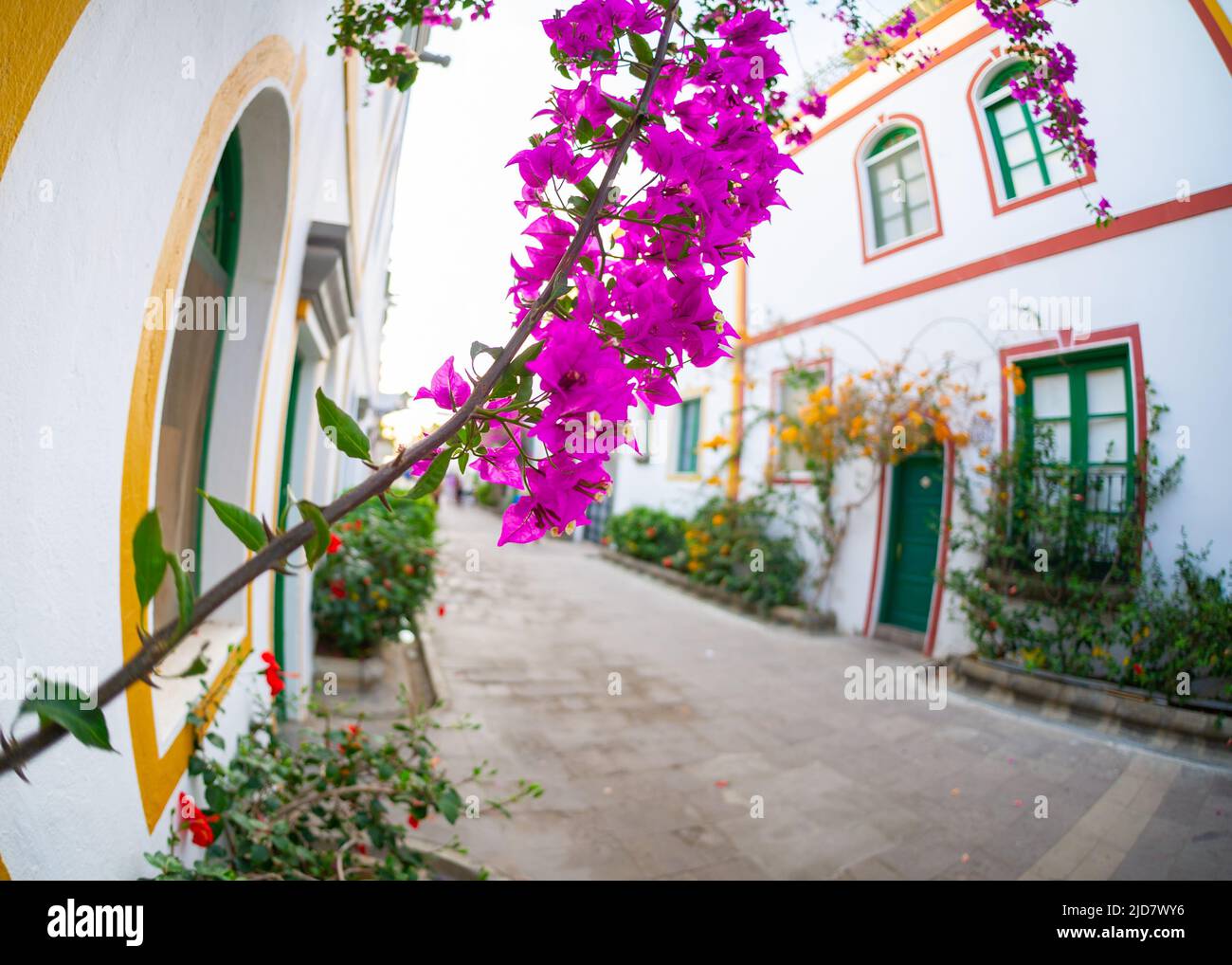 3 février 2022 Puerto de Mogan île des Canaries Espagne une ville pleine de rues étroites avec des voûtes roses rouges et orange fleurs avec des bâtiments colorés avec Banque D'Images