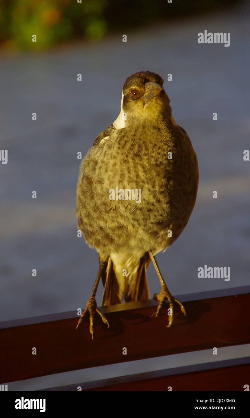 Très jeune magpie australienne (cracticus tibicen) perçant sur une chaise de jardin en hiver, Queensland, Australie. Jeunes plumes grises, regardant l'appareil photo Banque D'Images