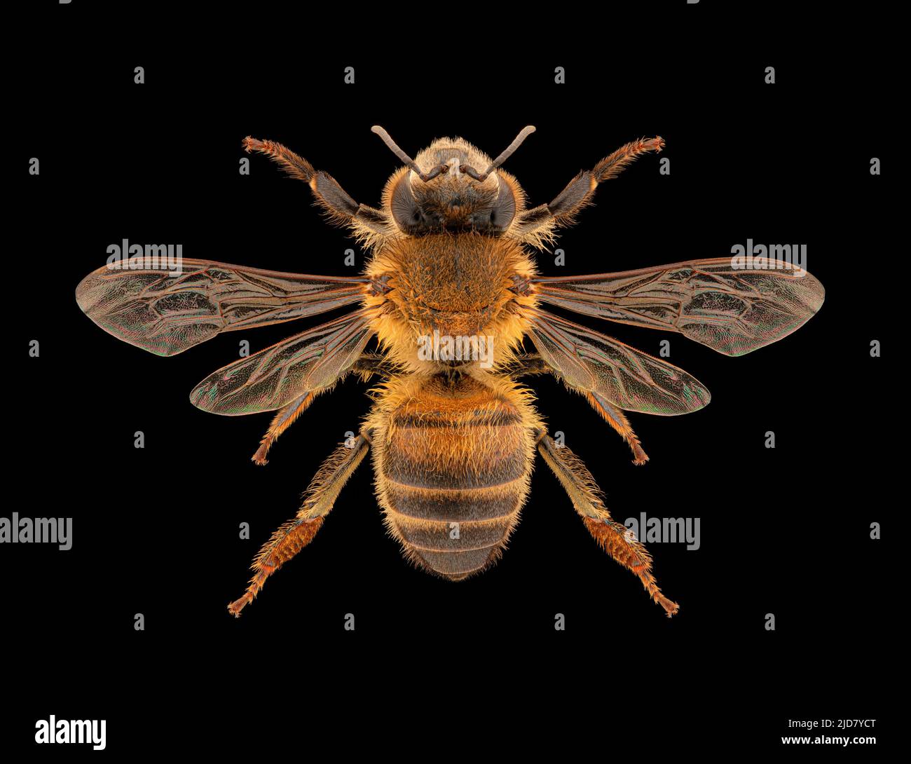 Spécimen d'entomologie de l'abeille occidentale ou de l'abeille européenne (APIs mellifera) avec ailes, jambes et antennes panées isolées sur fond noir pur. Banque D'Images