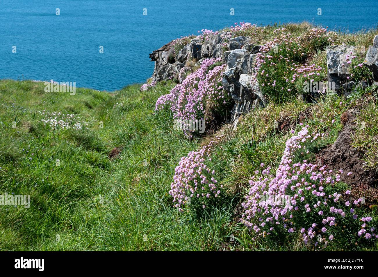 Des marais de roses marines (Armeria Maritima) au premier plan et au loin de la mer turquoise. South West Coast Path, North Cornwall. Banque D'Images