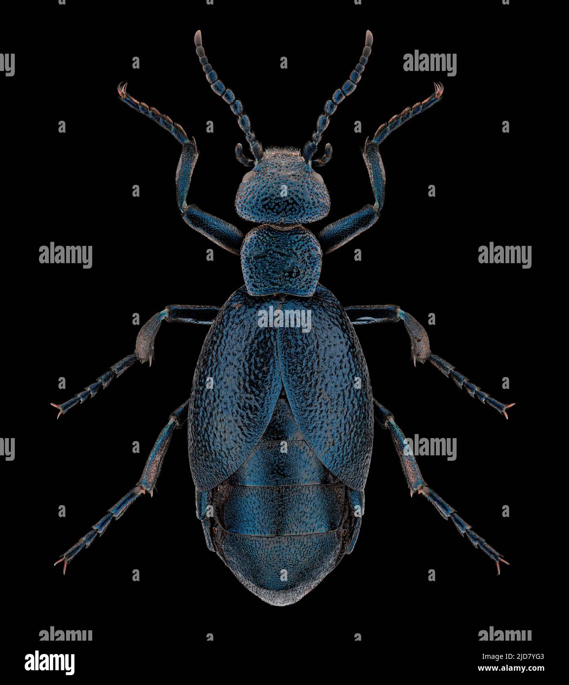 Spécimen d'entomologie de coléoptère de cloques (Meloe proscarabaeus) avec pattes et antennes panées isolées sur fond noir pur. Éclairage de studio. Macro pho Banque D'Images