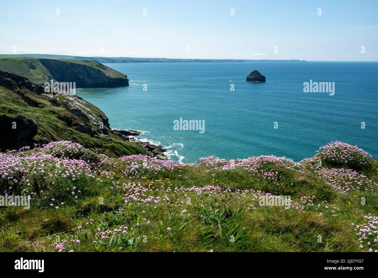 South West Coast Path, Trebarwith, North Cornwall. Vue sur la côte avec Gull Rock et des marais de roses marines (Armeria Maritima) au premier plan. Banque D'Images