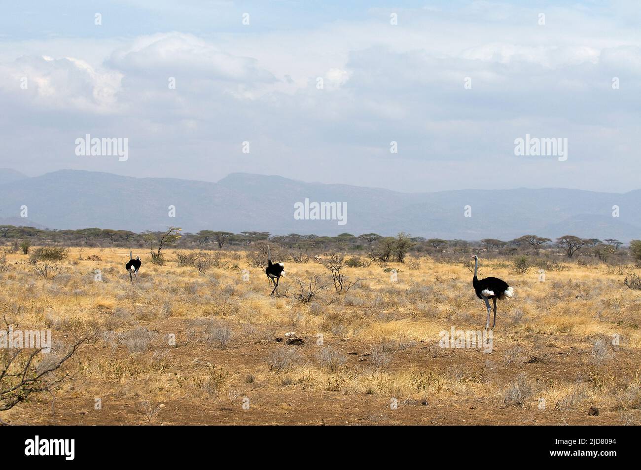 La savane de Dray et le Bush de la réserve nationale de Samburu abritent l'Ostrich somalien, une espèce nord de grands oiseaux sans vol. Banque D'Images