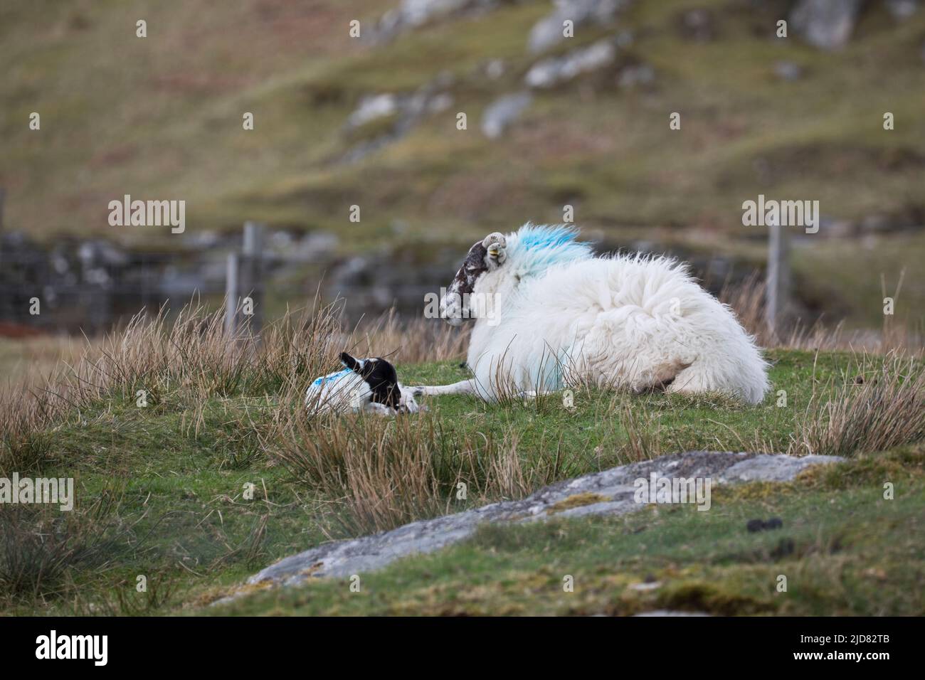 Mouton de montagne avec son agneau près de Dun Carloway, île de Lewis, Hébrides extérieures, Écosse, Royaume-Uni Banque D'Images