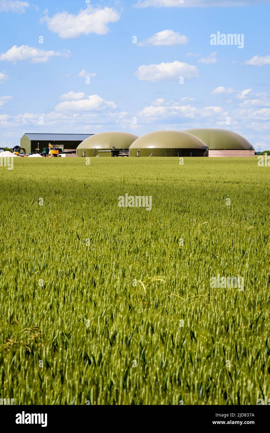 Vue générale d'une usine de biogaz avec trois digesteurs dans un champ de blé vert dans la campagne sous un ciel bleu avec des nuages blancs. Banque D'Images