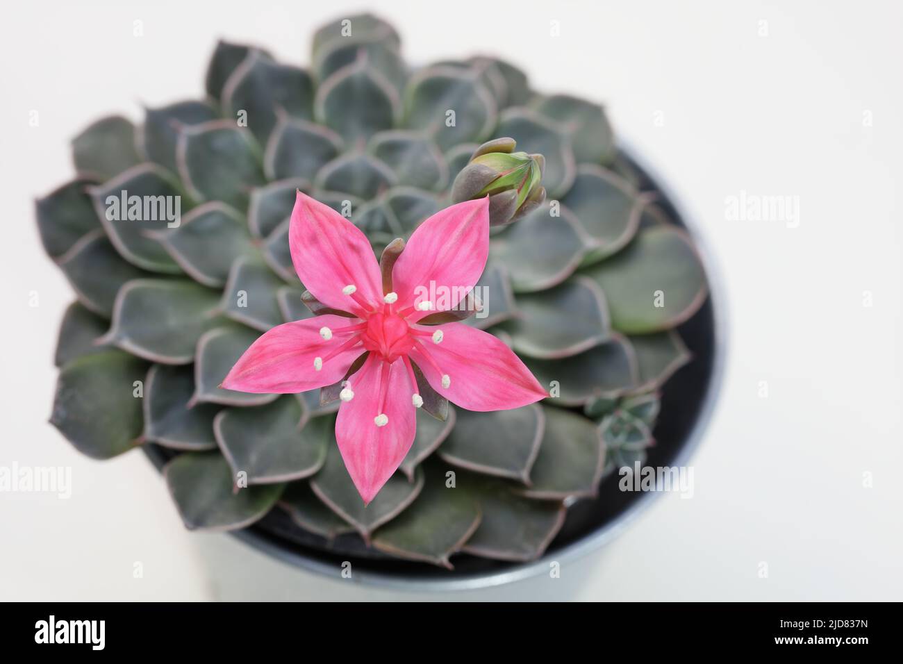 Résultat de l'empilement de la mise au point d'une fleur étonnante de Graptopetalum Bellum (Tacitus Bellus) Banque D'Images