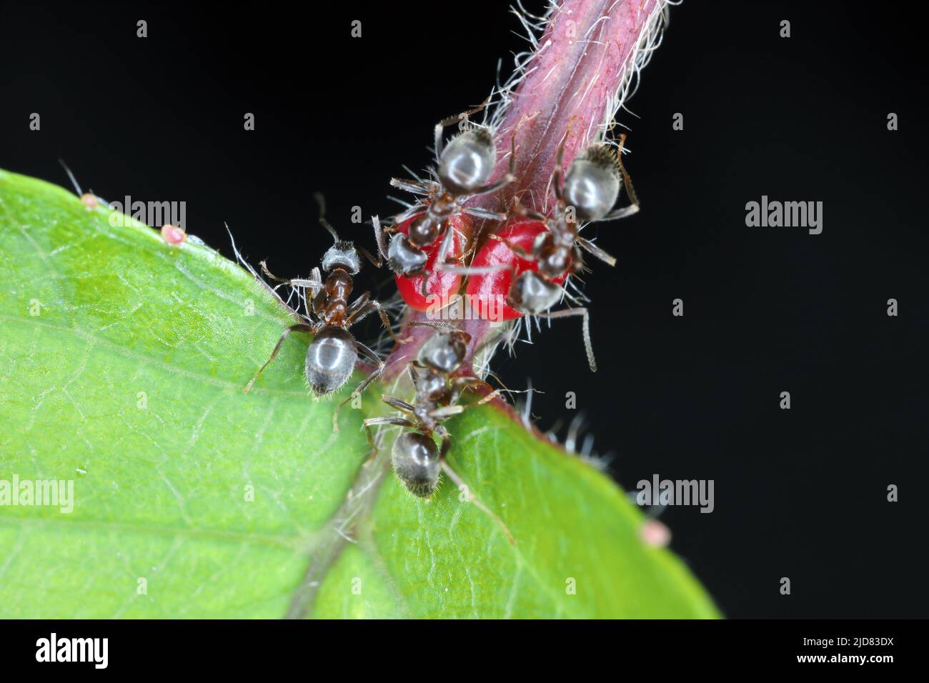 Fourmi noir, fourmi noir commun, fourmi de jardin (Lasius niger), se nourrissant des nectaires extraflores sur une feuille de cerise. Banque D'Images