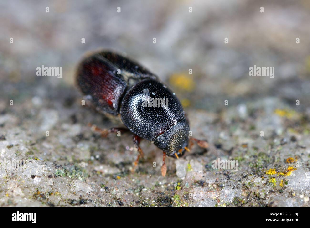 Coléoptère européen de l'écorce de chêne, Scolytus intracatus, très gros plan Banque D'Images