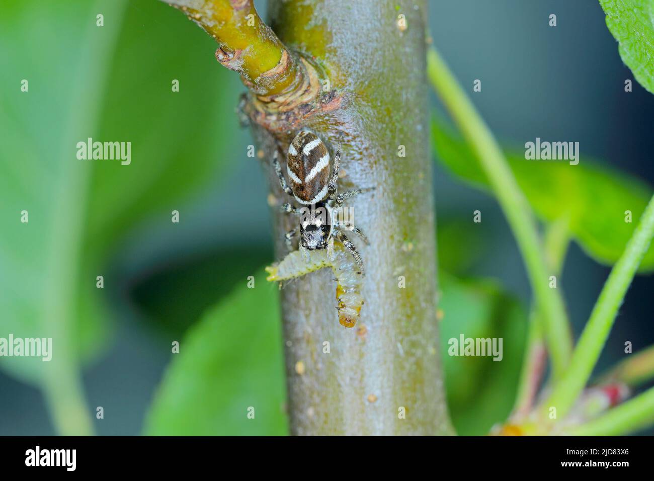 Zèbre sautant l'araignée Salticus avec la proie, caterpillar. Banque D'Images