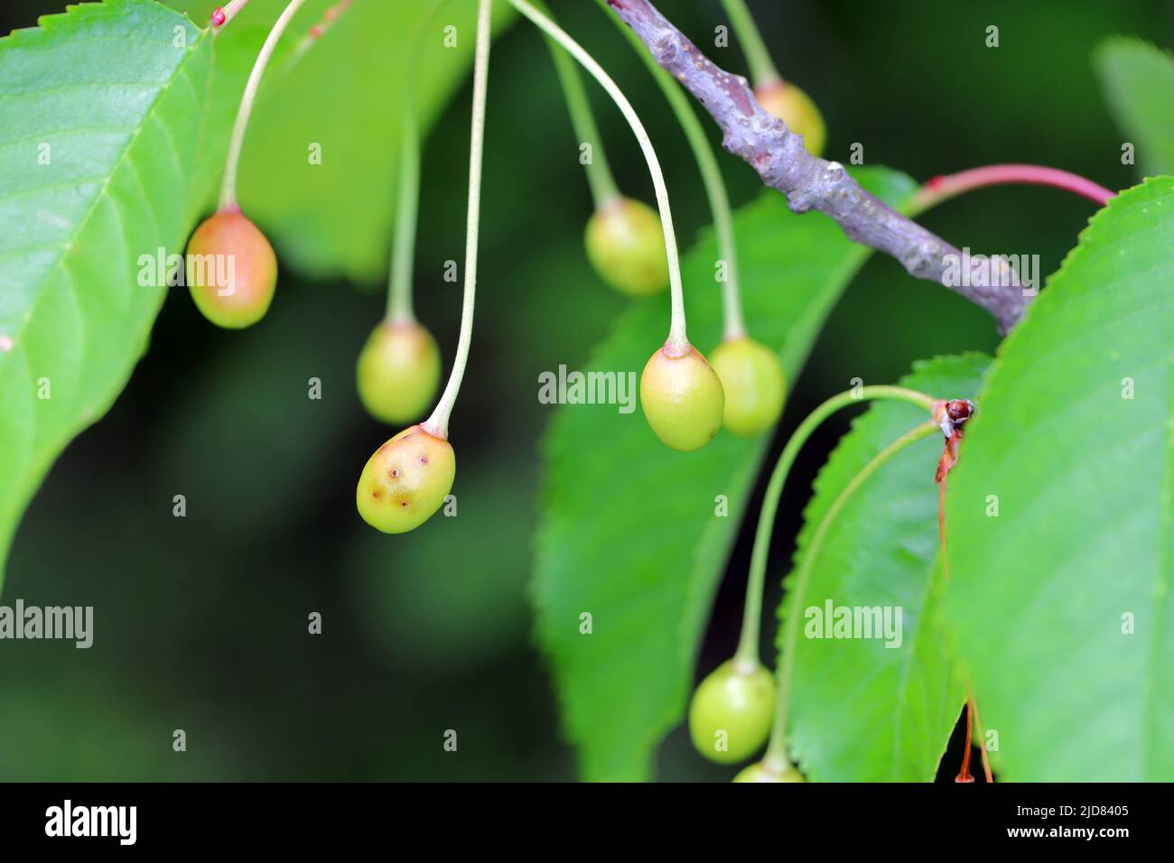 Charançon de la cerise ou charançon de la pierre de fruit Anthonomus Furcipes rectirostris. Fruit de cerise non mûr infesté par ce ravageur d'arbre de pierre. Banque D'Images