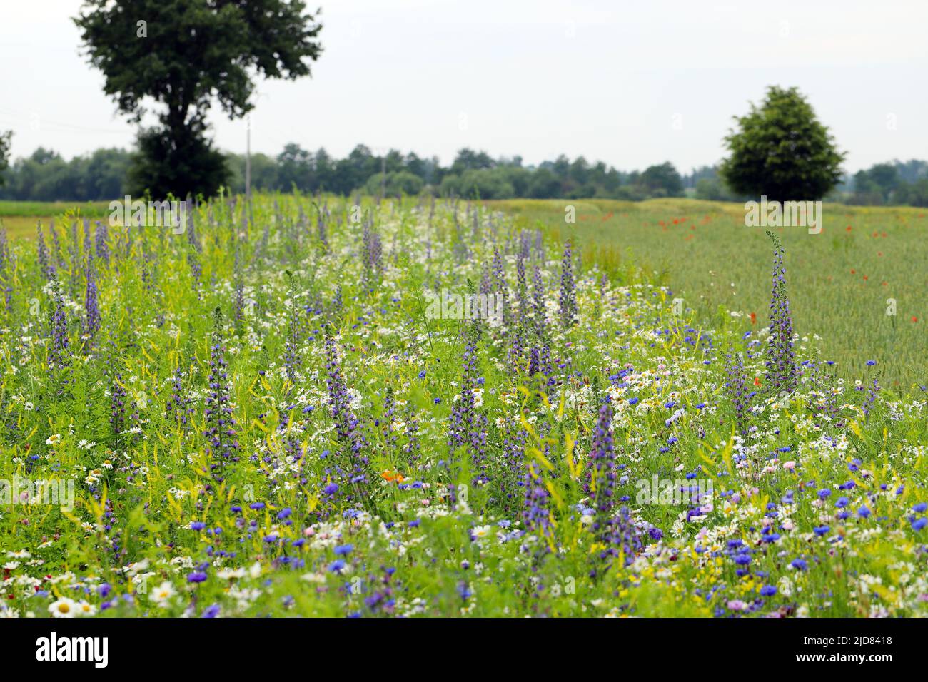 Prairie de fleurs semée entre les cultures dans un paysage agricole. Banque D'Images
