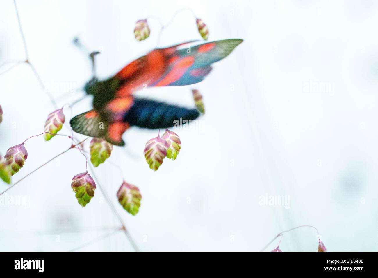 Zygaena trifolii passe de mouche entre le blé sauvage Banque D'Images