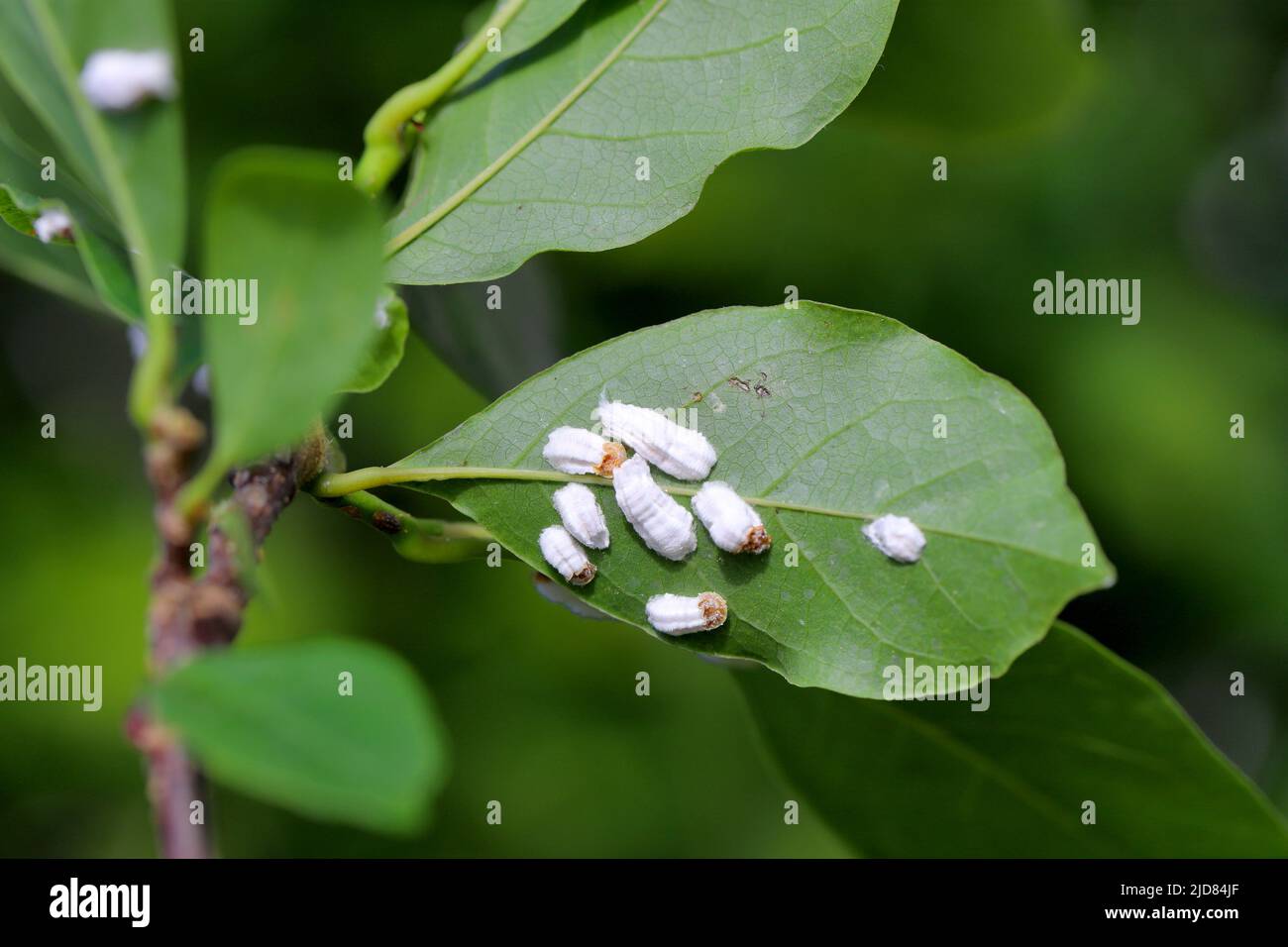 Des insectes de l'échelle (Coccidae) sur un magnolia dans le jardin. Parasites dangereux de diverses plantes. Ils sont communément appelés écailles douces, écailles de cire ou tortois Banque D'Images