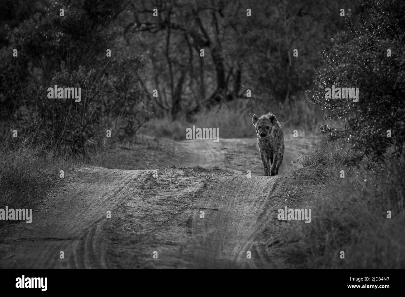 Hyena tachetée en bas de la route vers la caméra en noir et blanc dans le parc national Kruger, Afrique du Sud. Banque D'Images