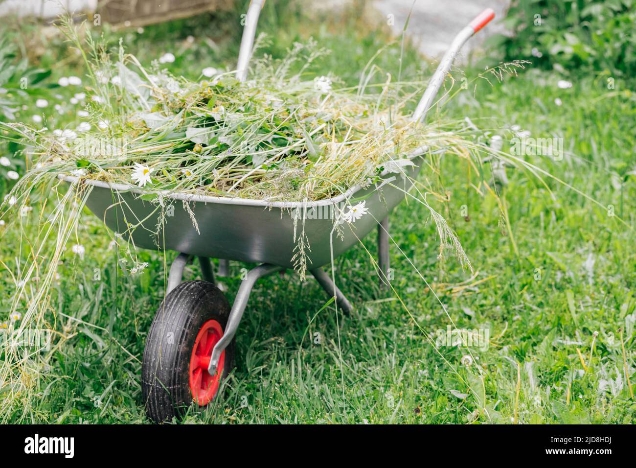 Brouette avec herbe sur une pelouse verte dans le jardin. Outils de jardin. Banque D'Images