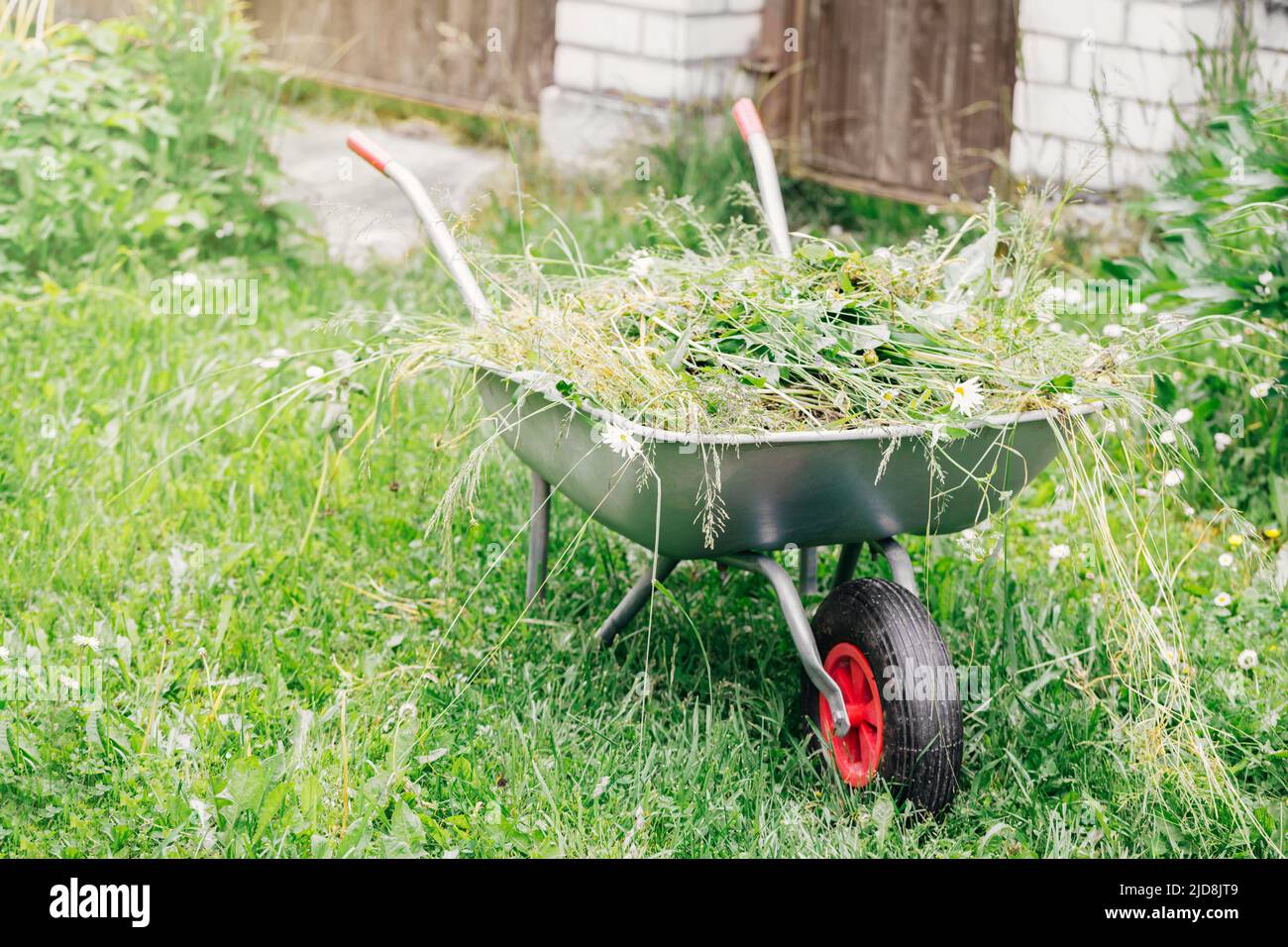 Chariot de jardin avec herbe. En été, travaux saisonniers dans le jardin. Travaux de jardinage. Banque D'Images