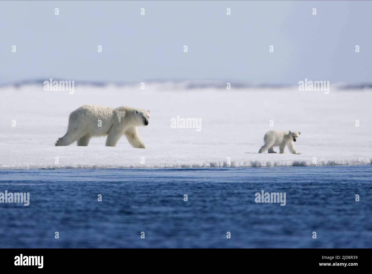 OURS, CUB, CONTE ARCTIQUE, 2007, Banque D'Images