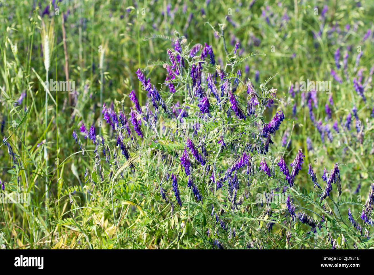 Vicia villosa, le velouté velouté fleurs violettes dans le pré gros plan foyer sélectif Banque D'Images