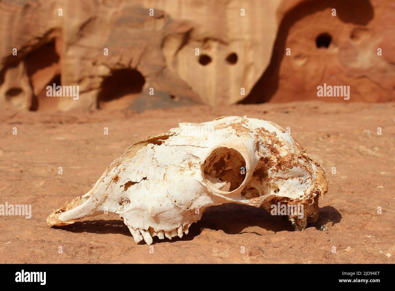Crâne de chèvre - Wadi Rum, Jordanie Banque D'Images
