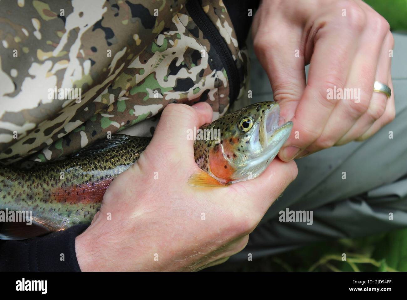 Le pêcheur enlève le crochet de l'embouchure d'une truite arc-en-ciel (Oncorhynchus mykiss) capturée dans la rivière Wye, Monsal Dale, Derbyshire Banque D'Images Le pêcheur enlève le crochet de l'embouchure d'une truite arc-en-ciel (Oncorhynchus mykiss) capturée dans la rivière Wye, Monsal Dale, Derbyshire Banque D'Images