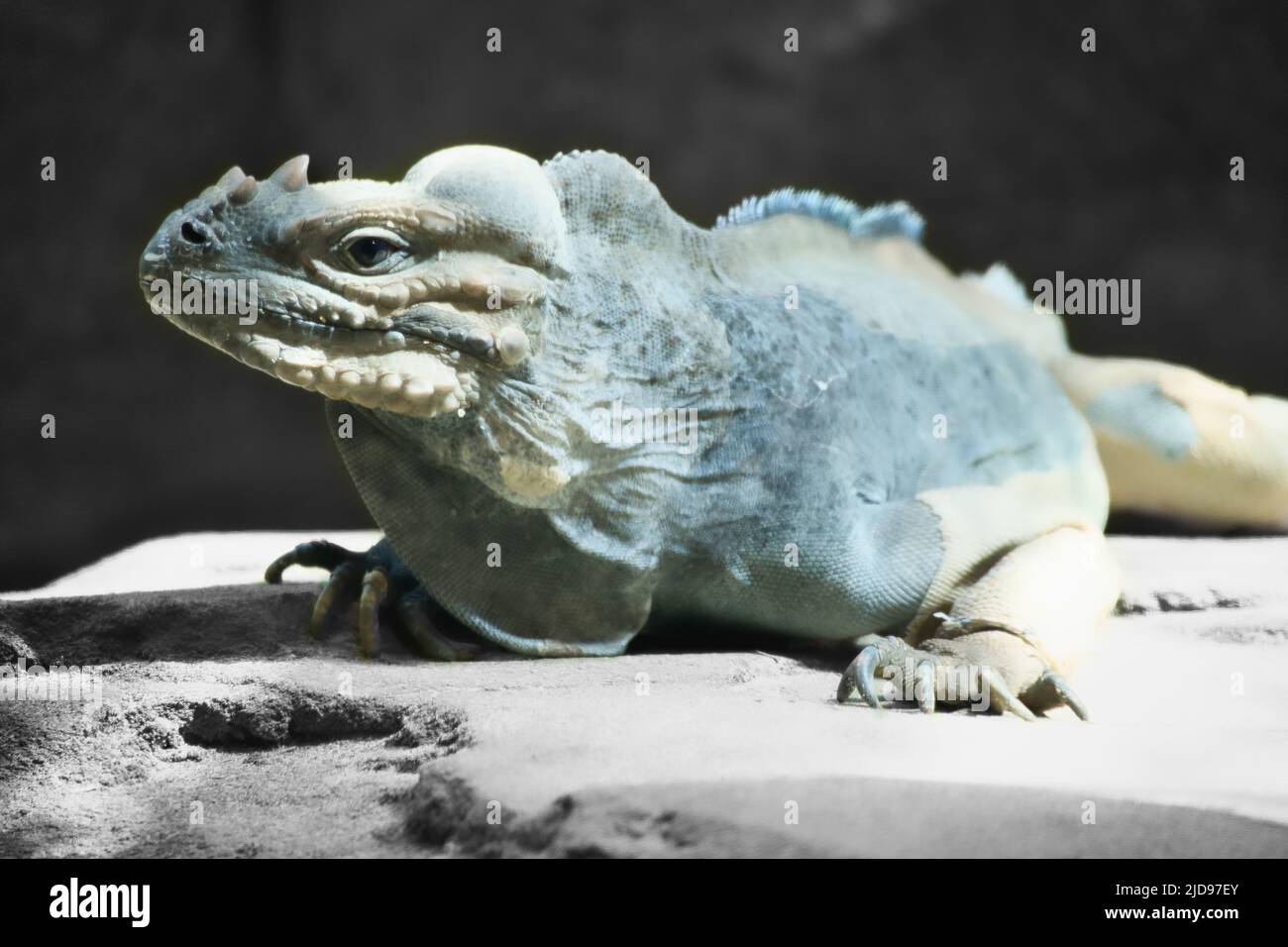 grand iguana allongé sur une pierre. Peigne épineux et peau squameuse. Photo d'animal d'un reptile Banque D'Images