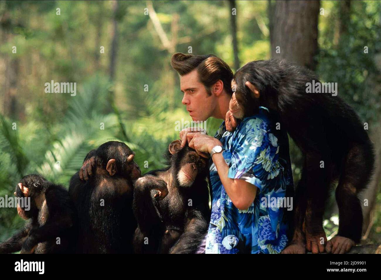CARREY,CHIMPS, ACE VENTURA: QUAND LA NATURE APPELLE, 1995, Banque D'Images