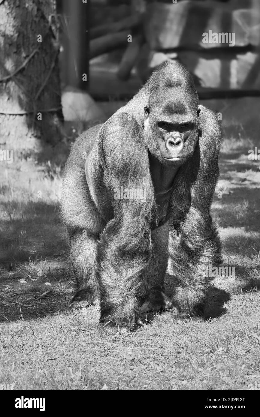 Gorilla, dos argenté. Le grand singe herbivore est impressionnant et fort. Espèces en voie de disparition. Photo d'animal dans la nature Banque D'Images