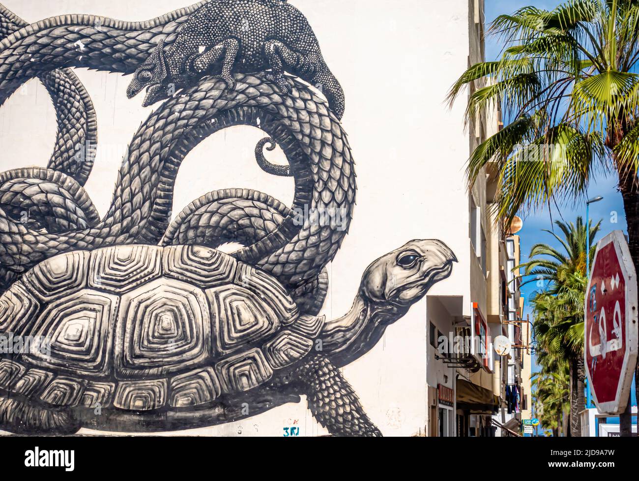 Fresque de tortue à Casablanca. Une fresque d'inspiration animale de l'artiste belge Roa. Bourgogne quartier de Casablanca, Maroc Banque D'Images