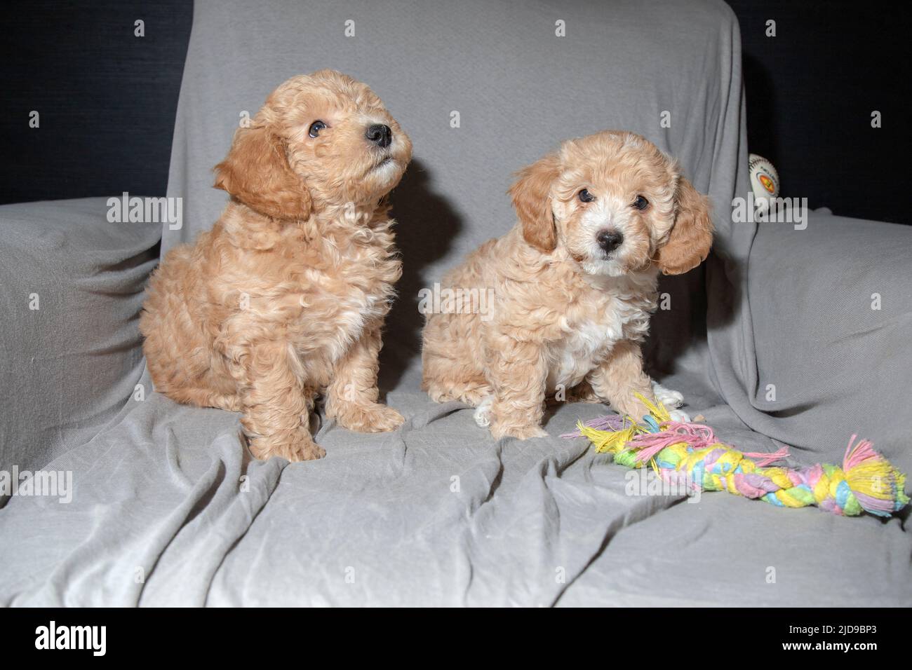 Poochon (mélange Poodle & Bichon), sept semaines, chiots jouant sur un fauteuil Banque D'Images